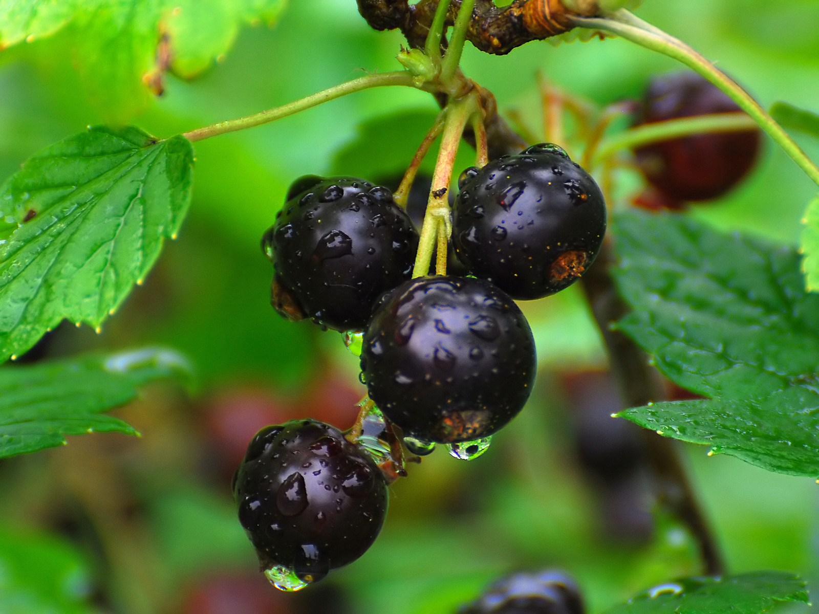 Польза черной смородины при гриппе