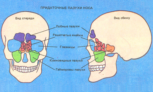 Пазухи придаточные Пазухи придаточные