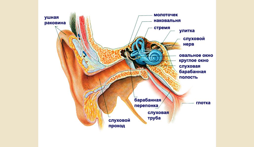 Пульсирующий звук в ухе. Орган слуха анатомия уха строение. Барабанная перепонка овальное окно. Слуховой аппарат строение анатомия. Как устроен орган слуха.