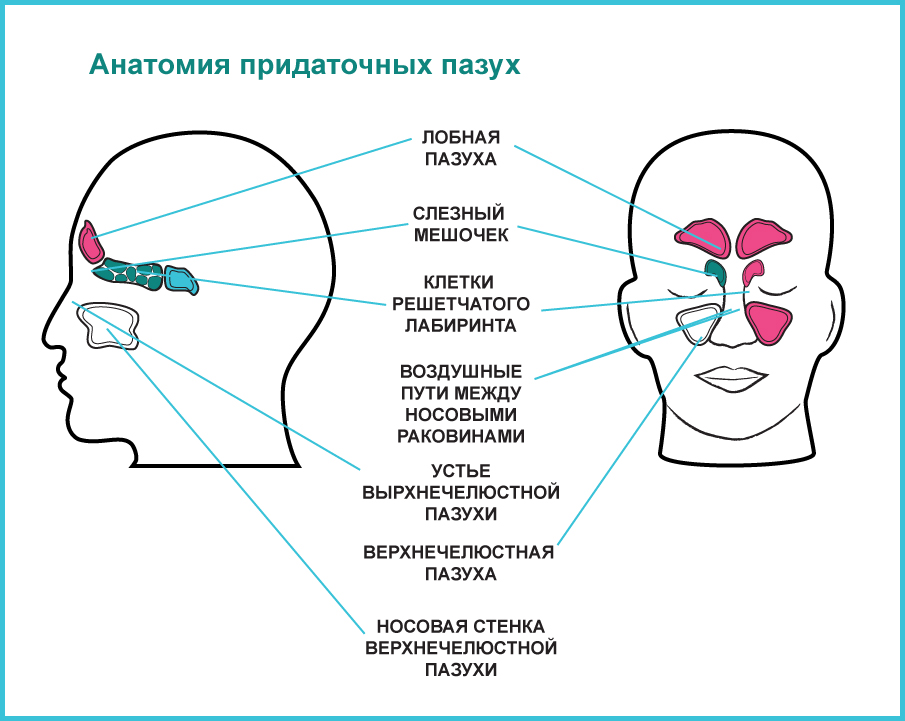 Заболевания придаточных пазух носа. Схема расположения придаточных пазух носа. Носовые пазухи строение. Анатомическое строение носа и придаточных пазух. Анатомическое строение пазух носа.